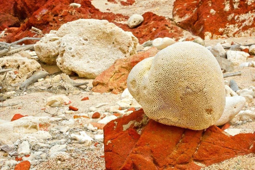 coral-reef-dihamri-marine-protected-area-socotra-island-2