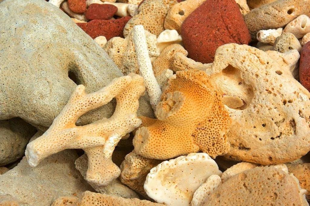 coral-reef-dihamri-marine-protected-area-socotra-island