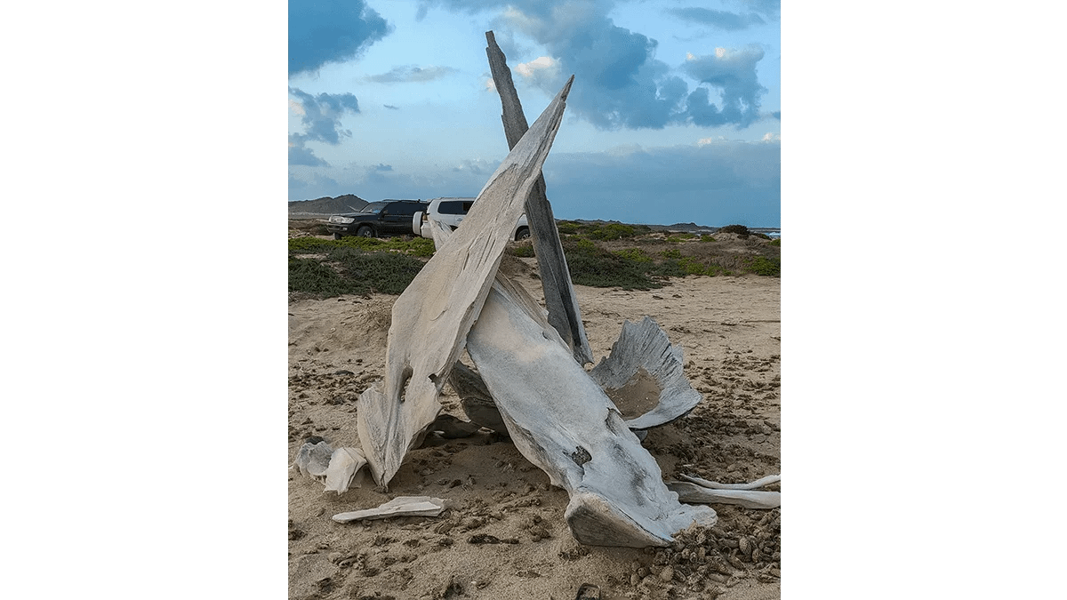 fish-bone-ras-irissel-or-ras-irsal-or-ras-irisseyl-socotra