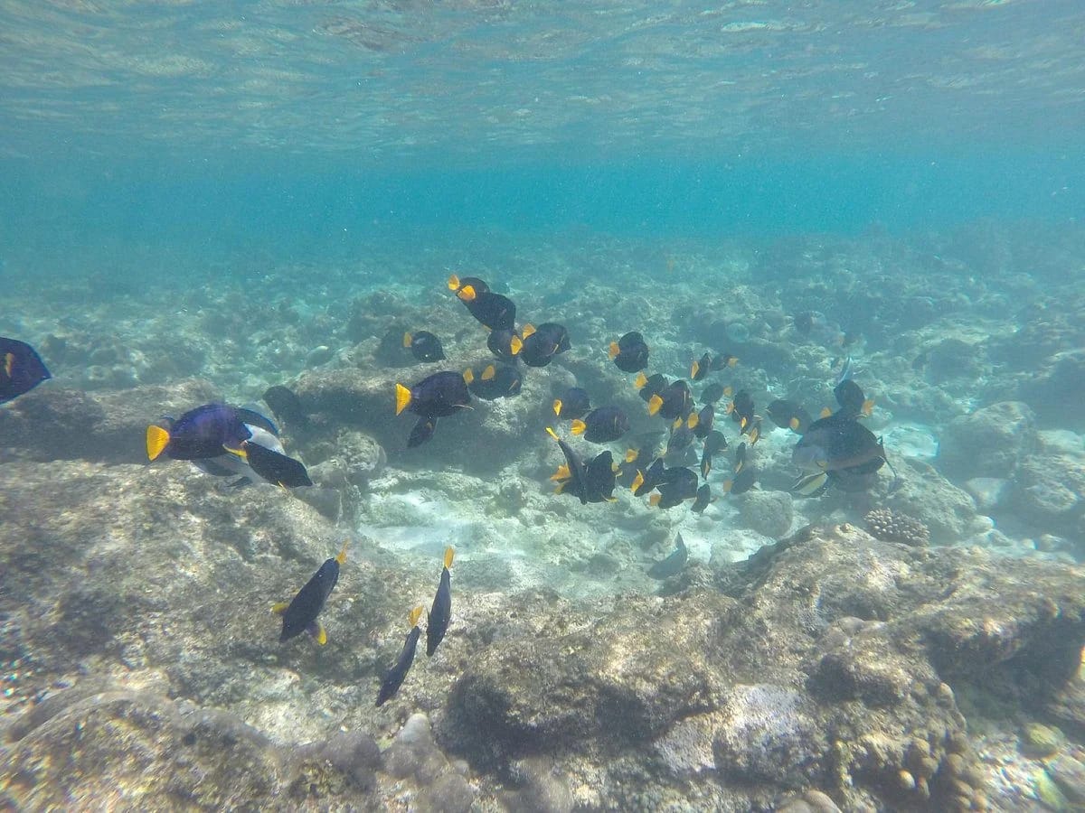 colorful-fish-dihamri-marine-protected-area-socotra-island (1)