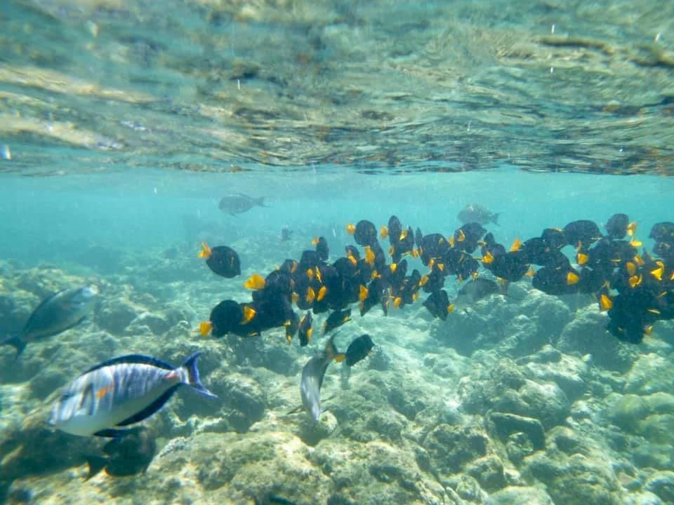 colorful-fish-dihamri-marine-protected-area-socotra-island